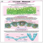 T.S. Leaf Monocot Chart